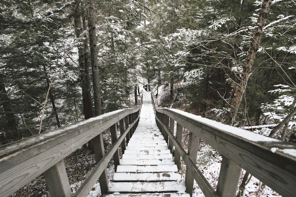 brown wooden bridge in forest during daytime