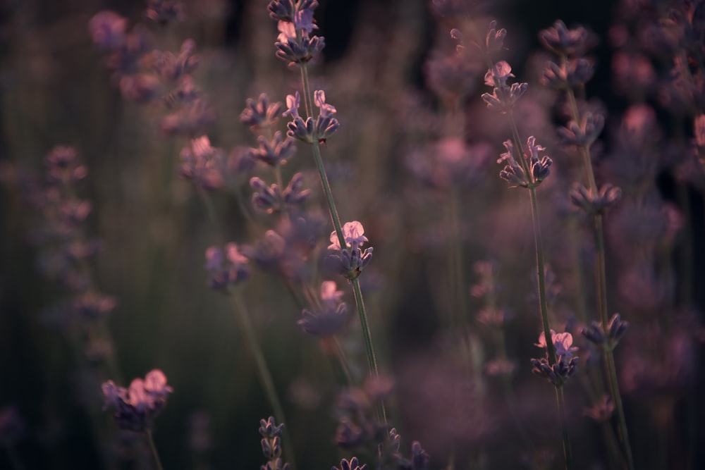 pink flowers in tilt shift lens