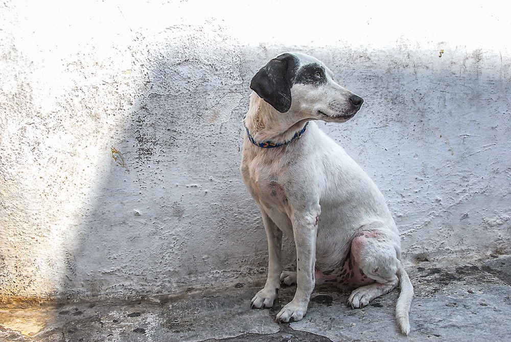 white and black short coat medium sized dog