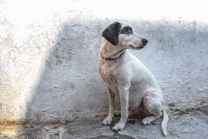 white and black short coat medium sized dog