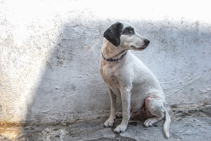 Canine Parvovirus enters Bengal: What you need to know