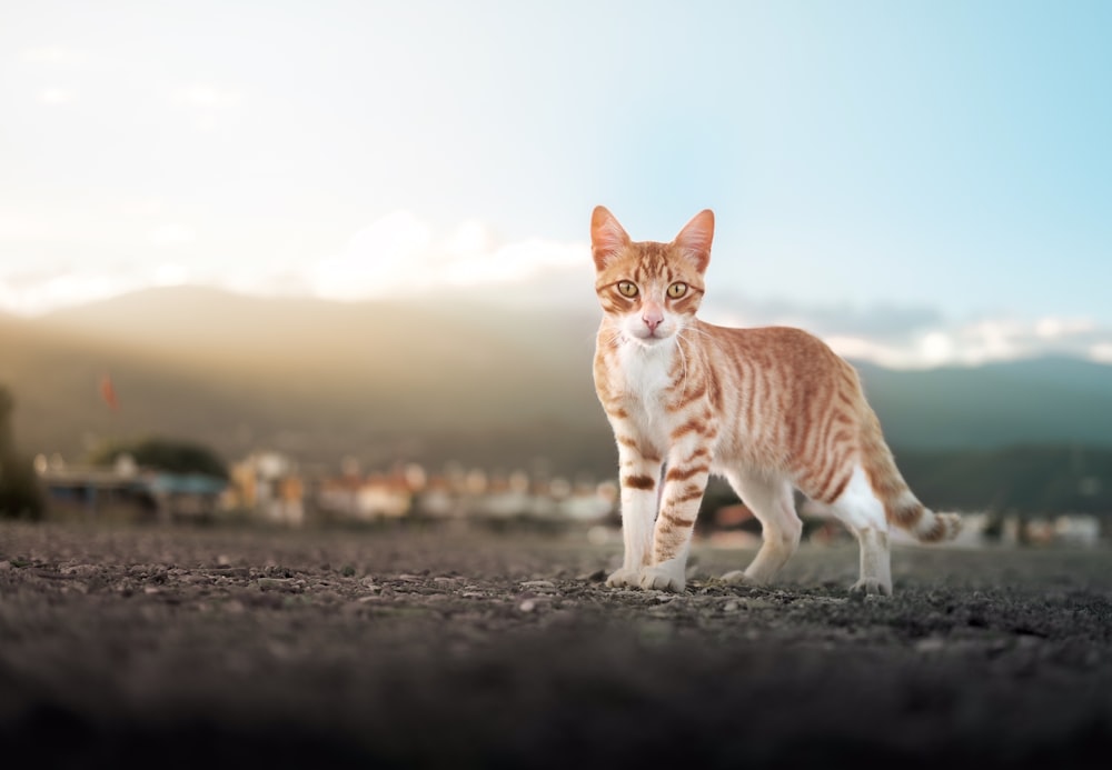 orange and white tabby cat on gray sand during daytime