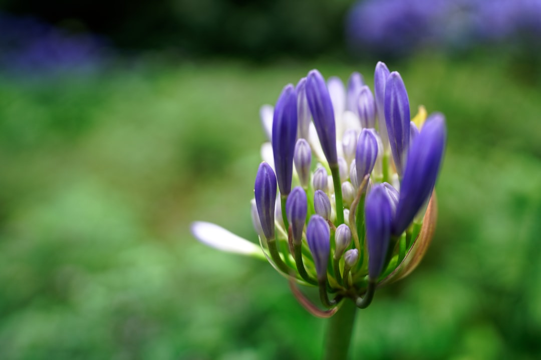 purple crocus flower in bloom during daytime