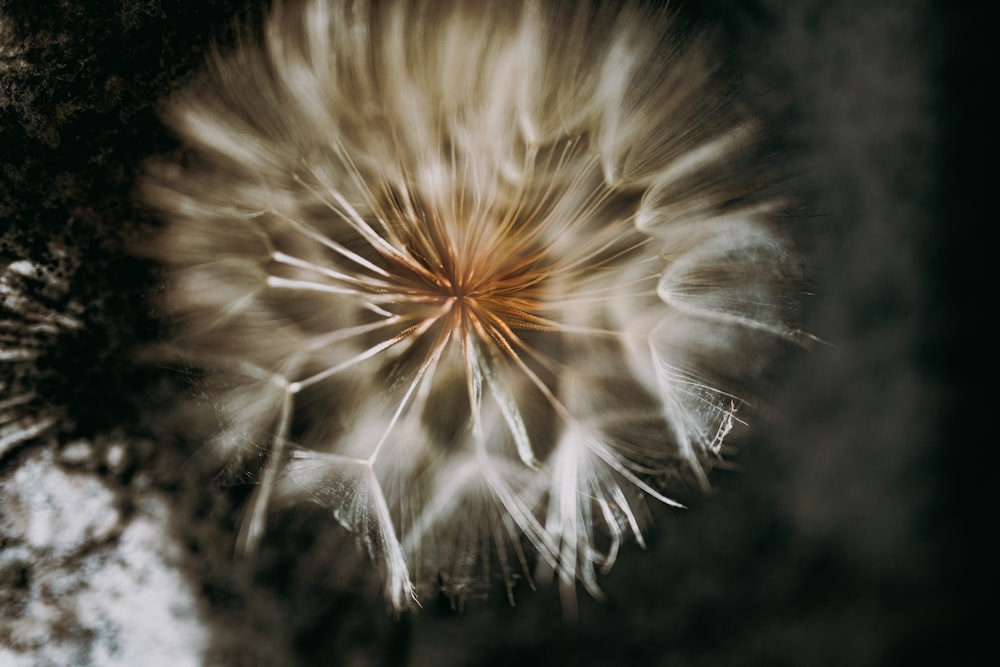 white dandelion in close up photography