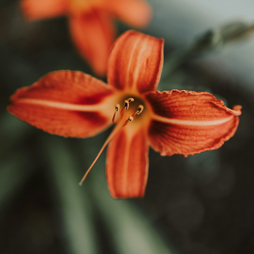 red flower in tilt shift lens