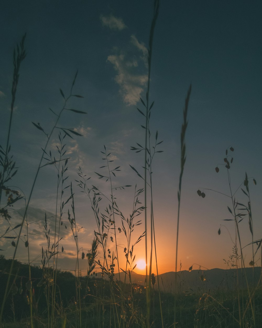 silhouette d’herbe au coucher du soleil