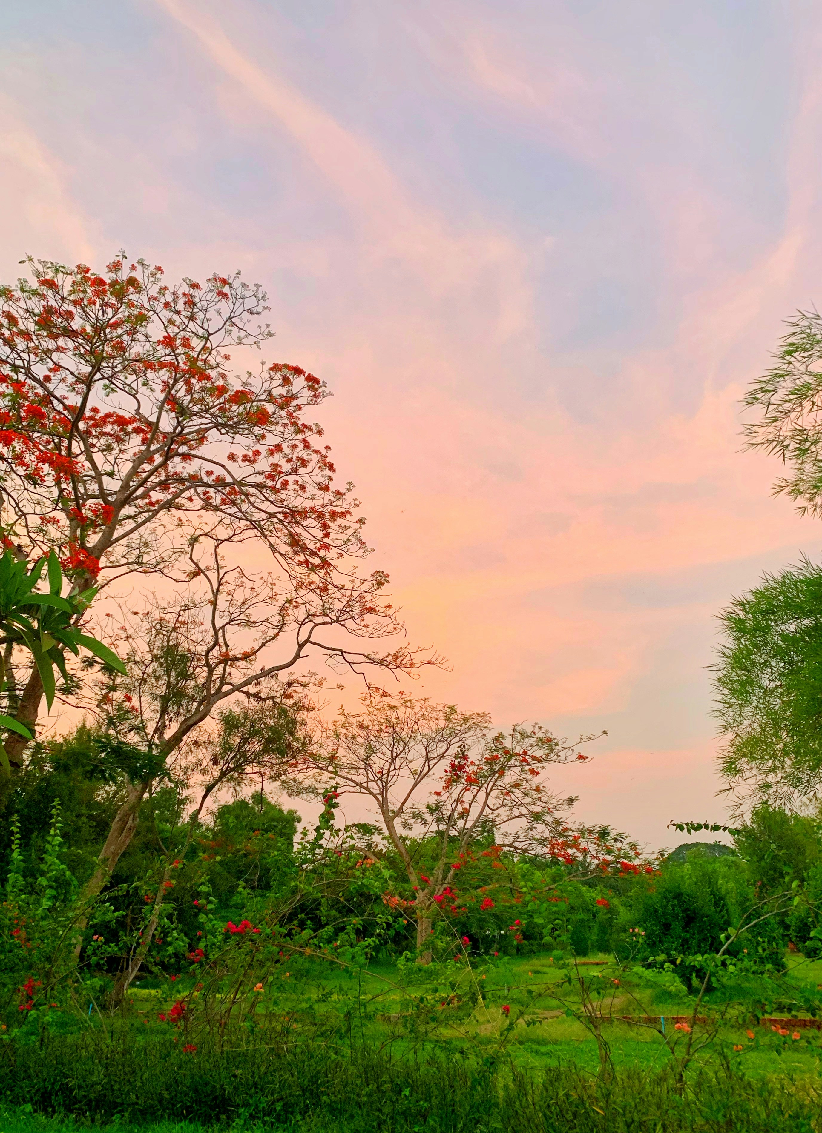 árboles verdes bajo nubes blancas durante el día