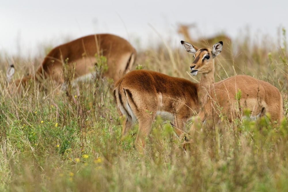 brown deer on brown grass during daytime