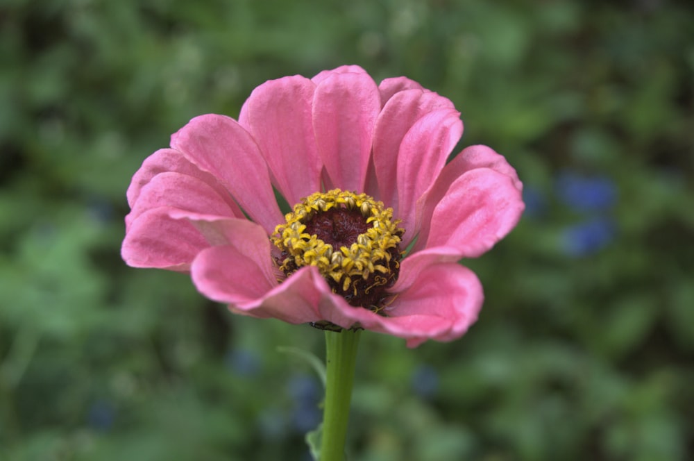 pink flower in tilt shift lens