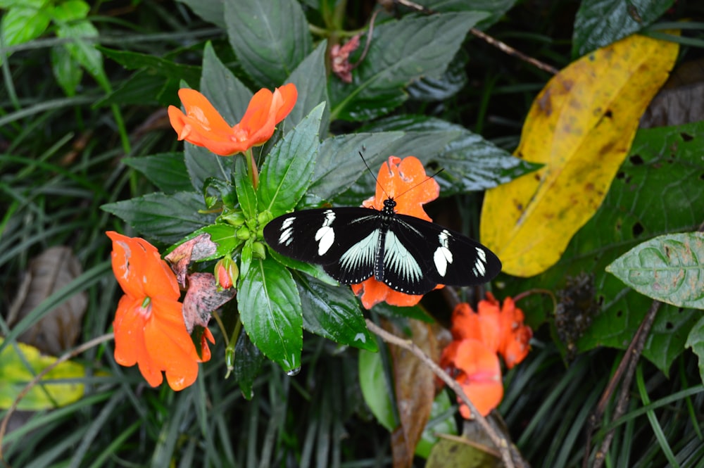 black and white butterfly on orange flower