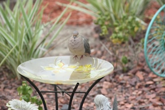 An elegant bird bath with a small bird perched on its edge in a lush garden.
