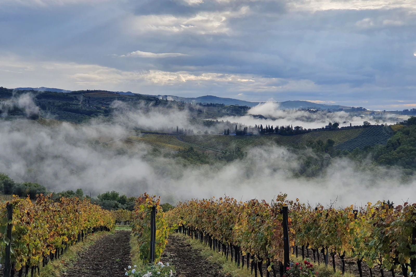 chianti vineyards