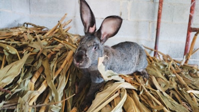 A gray rabbit with large ears sits on a pile of dried corn husks inside a barn with concrete block walls. The texture of the rabbit's fur and the crinkled, yellowish corn husks create a rustic, natural setting.