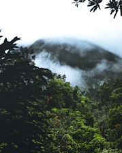 Epic misty cloud forest with an Andean bear standing on a moss-covered branch, symbolizing conservation and resilience.