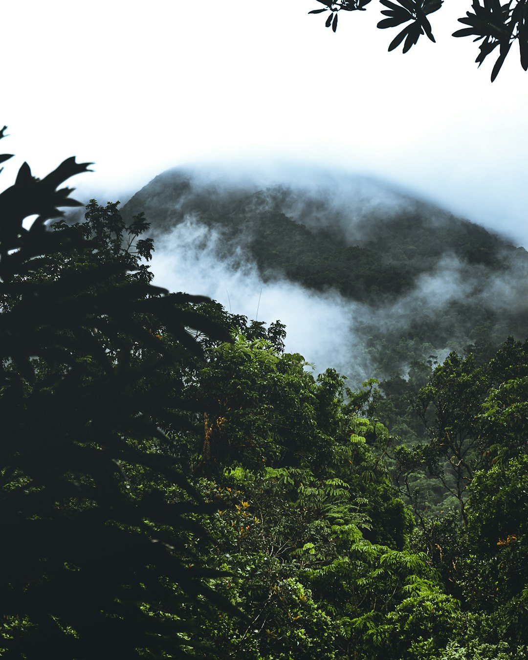 Rainforest photo spot Mossman Gorge QLD Edge Hill