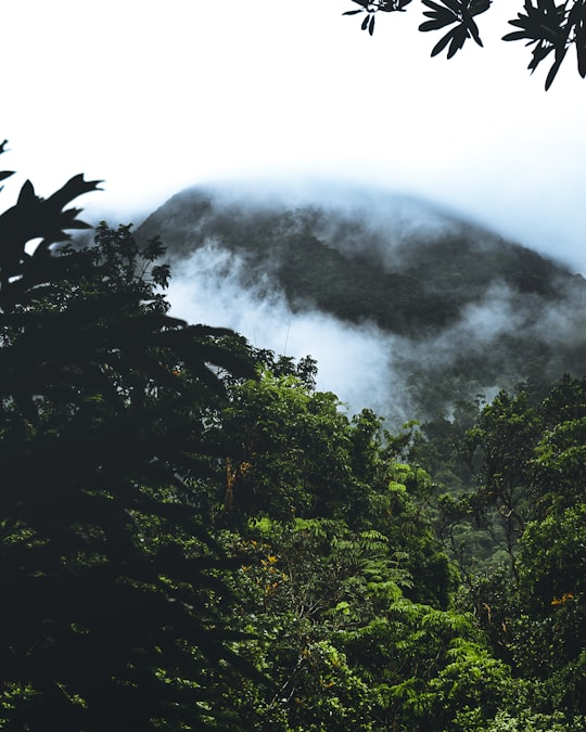 green trees on mountain under white clouds during daytime in Mossman Gorge QLD Australia