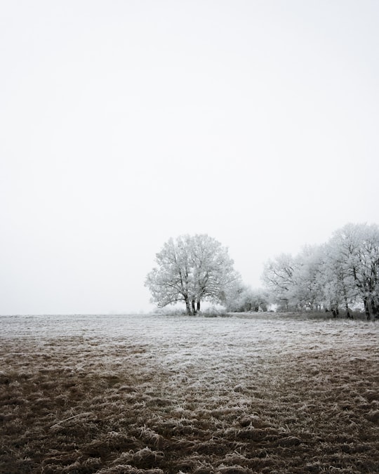 leafless trees on brown field under white sky during daytime in Nógrád Hungary
