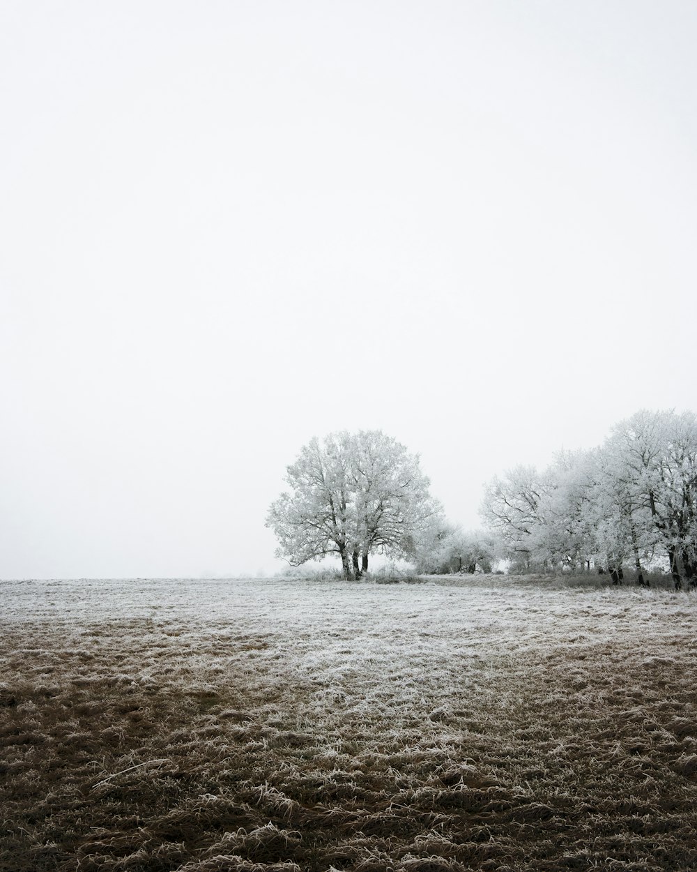 leafless trees on brown field under white sky during daytime