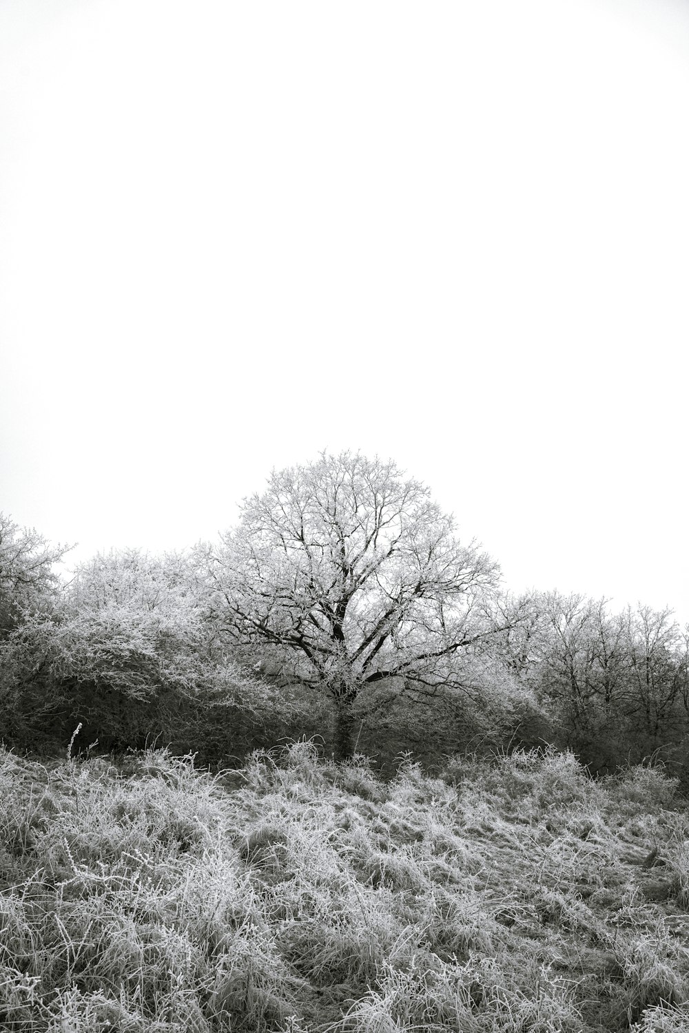 foto in scala di grigi di alberi su campo di erba