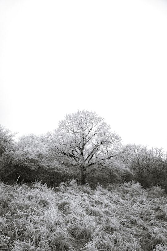 grayscale photo of trees on grass field in Nógrád Hungary