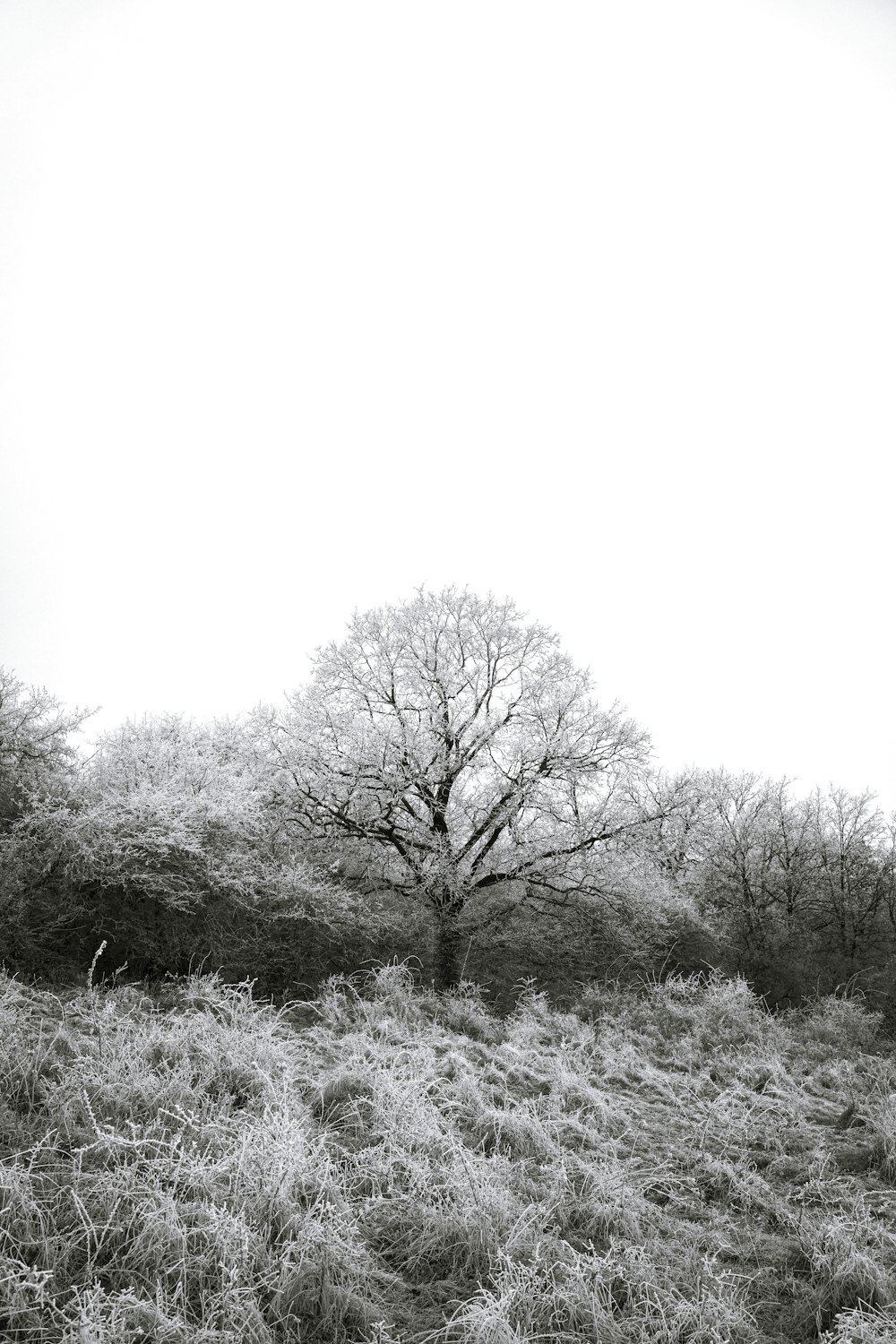 grayscale photo of trees on grass field