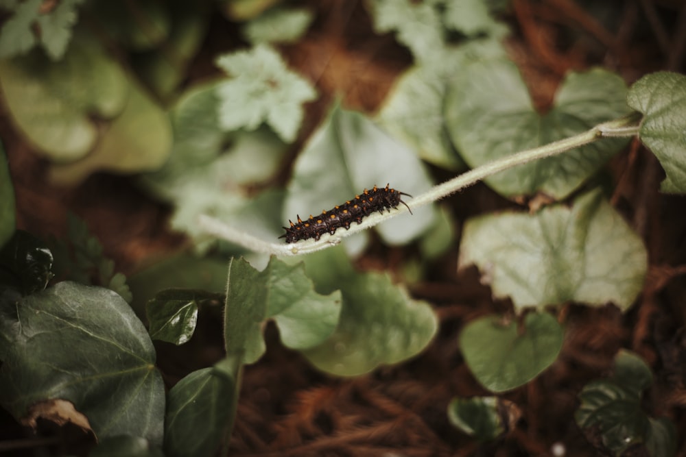 black and brown caterpillar on green leaf