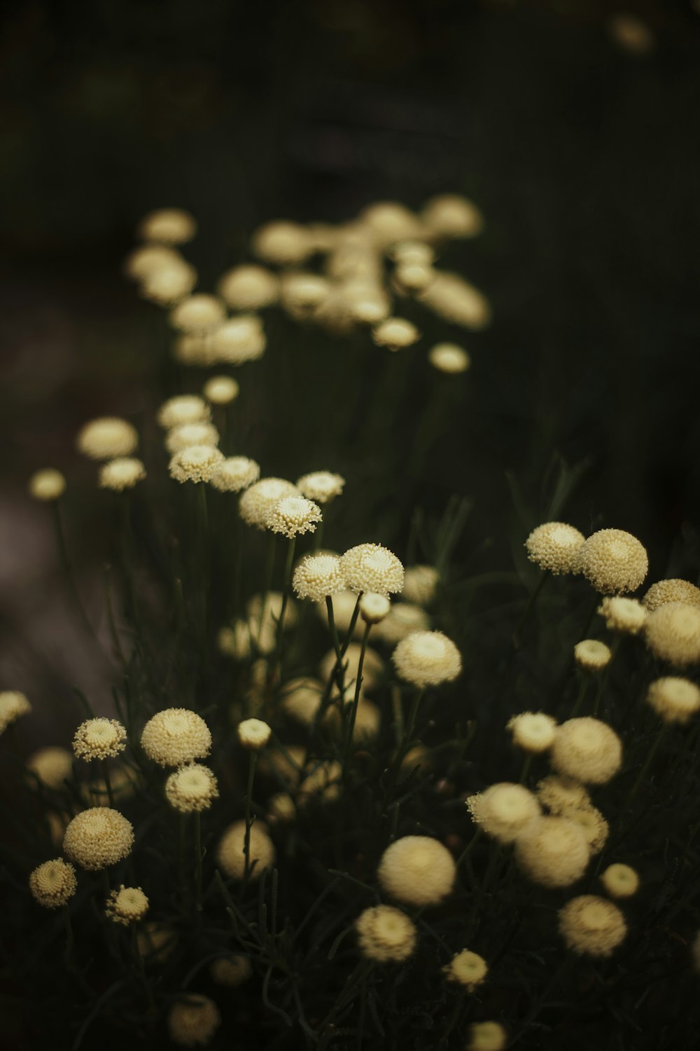 white and brown flower in close up photography