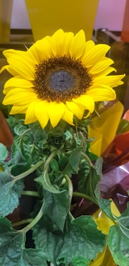 A vibrant sunflower with bright yellow petals and a dark brown center, surrounded by lush green leaves. The background includes various colors like orange and yellow, possibly from other plants or packaging.
