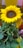 A vibrant sunflower with bright yellow petals and a dark brown center, surrounded by lush green leaves. The background includes various colors like orange and yellow, possibly from other plants or packaging.