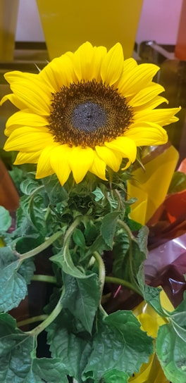 A vibrant sunflower with bright yellow petals and a dark brown center, surrounded by lush green leaves. The background includes various colors like orange and yellow, possibly from other plants or packaging.