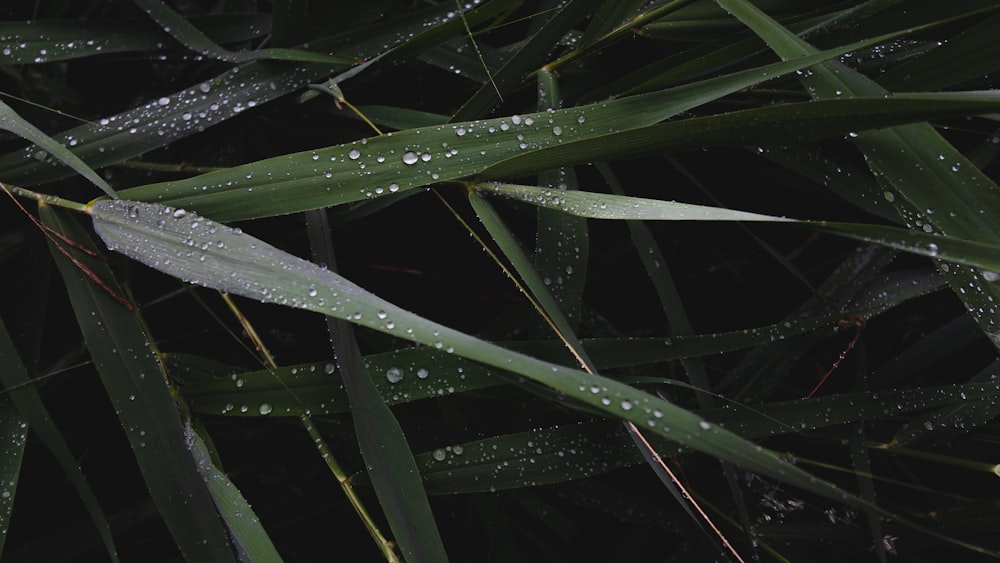 water droplets on green plant