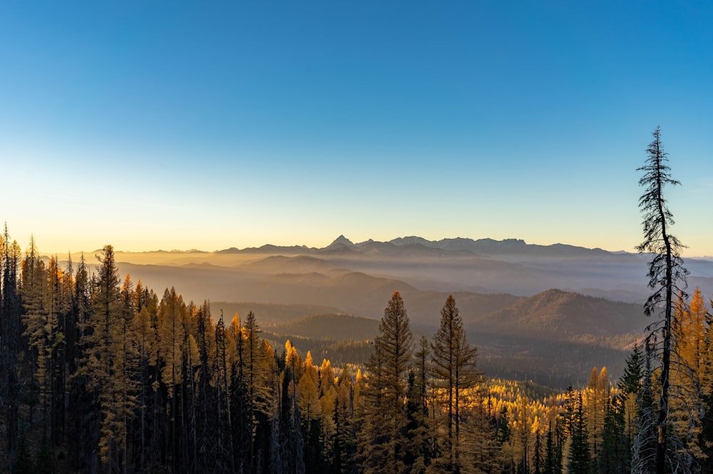 pinos verdes en la montaña bajo el cielo azul durante el día