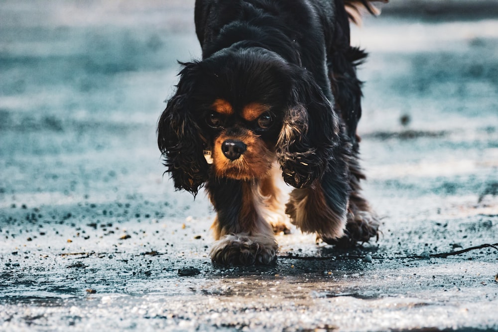 Petit chien noir et brun à poil long sur un sol enneigé pendant la journée