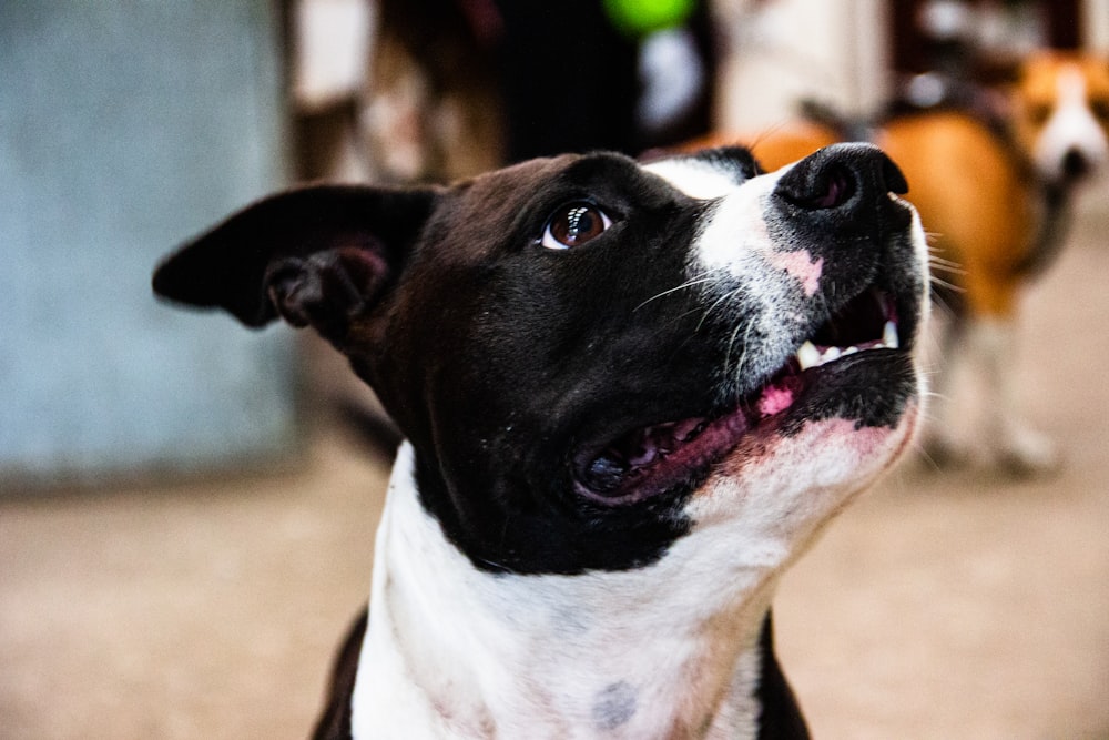 black and white short coated dog