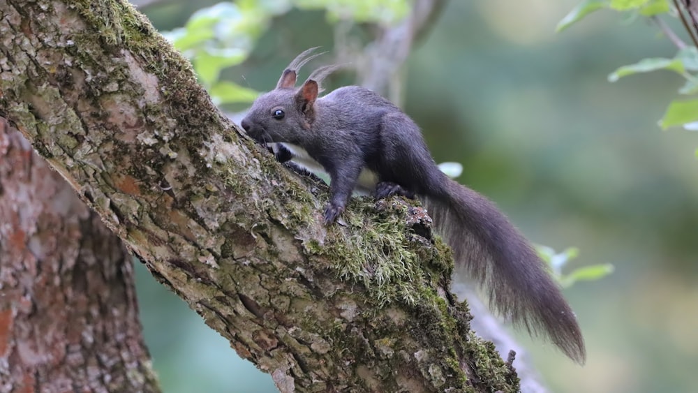gray squirrel on brown tree trunk during daytime