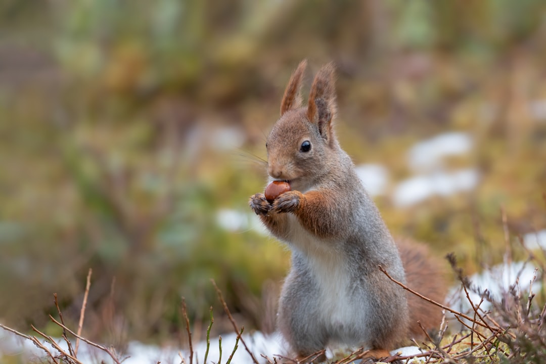 brown squirrel on green grass during daytime