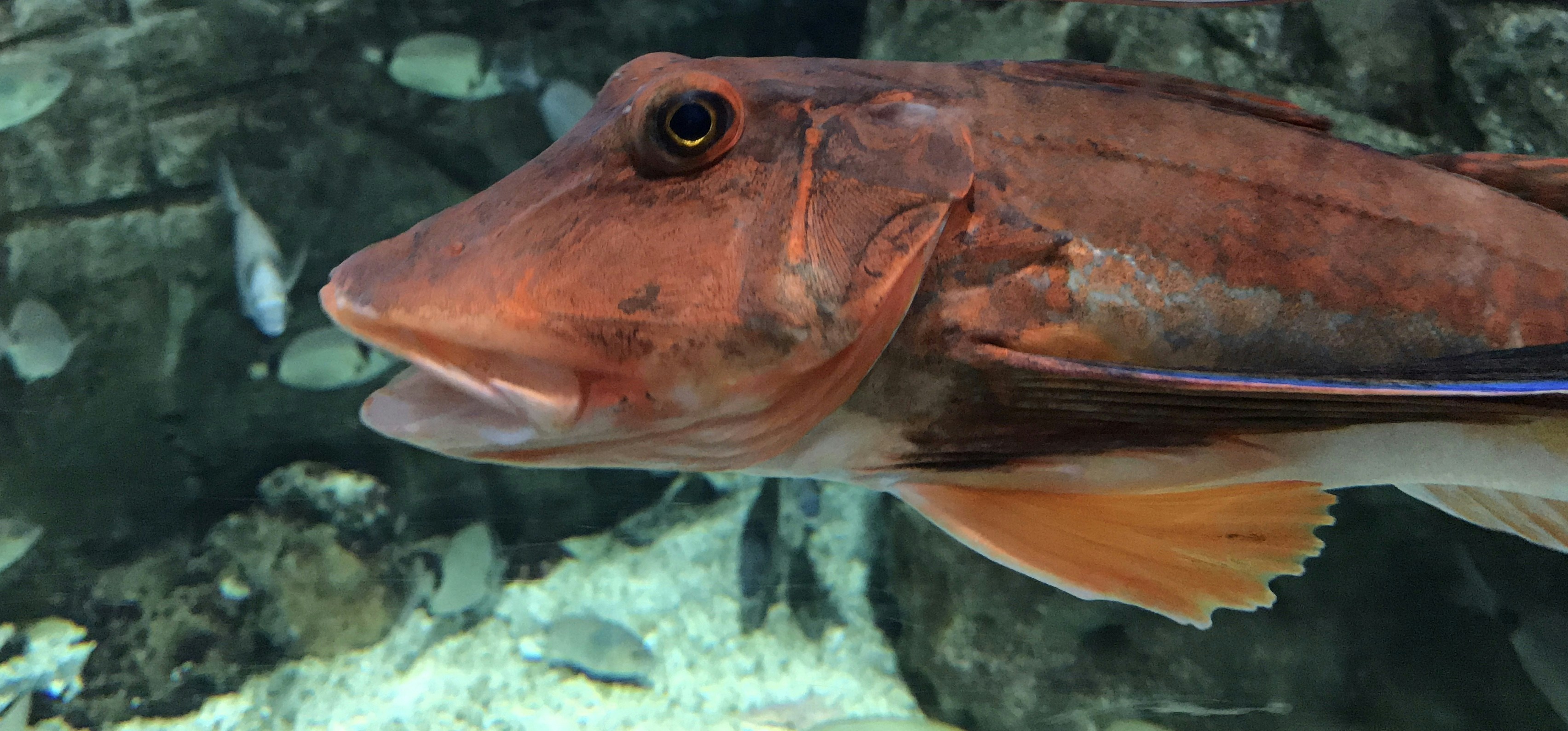 Ikan coklat dan putih dalam fotografi close-up