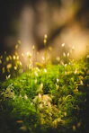 green grass with water droplets