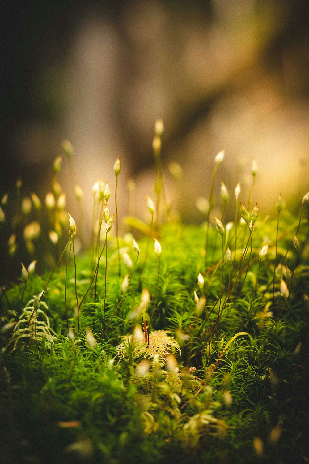 herbe verte avec des gouttelettes d’eau