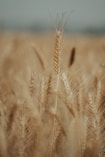 Moisture Meter