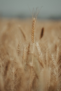 Moisture Meter