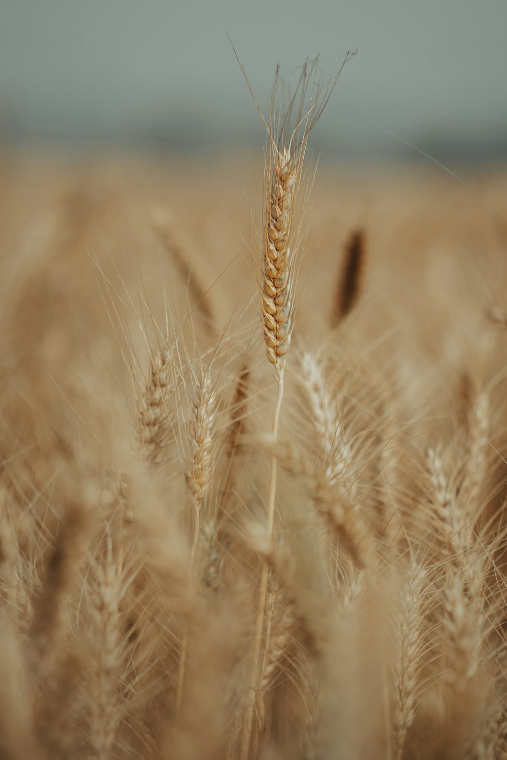 brown wheat field during daytime