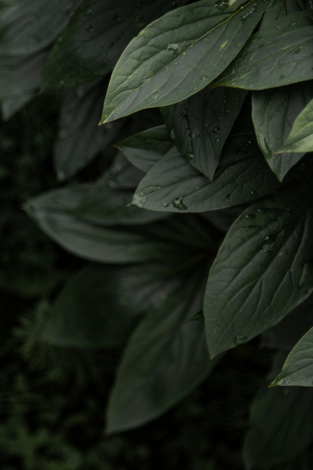 green leaves in close up photography