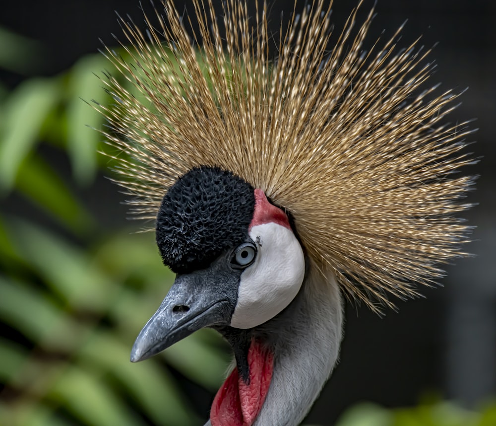 black and white bird with yellow and green hair