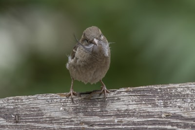 white and brown bird on brown wooden plank