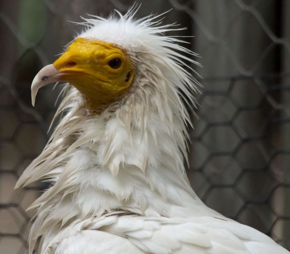 white bird in close up photography