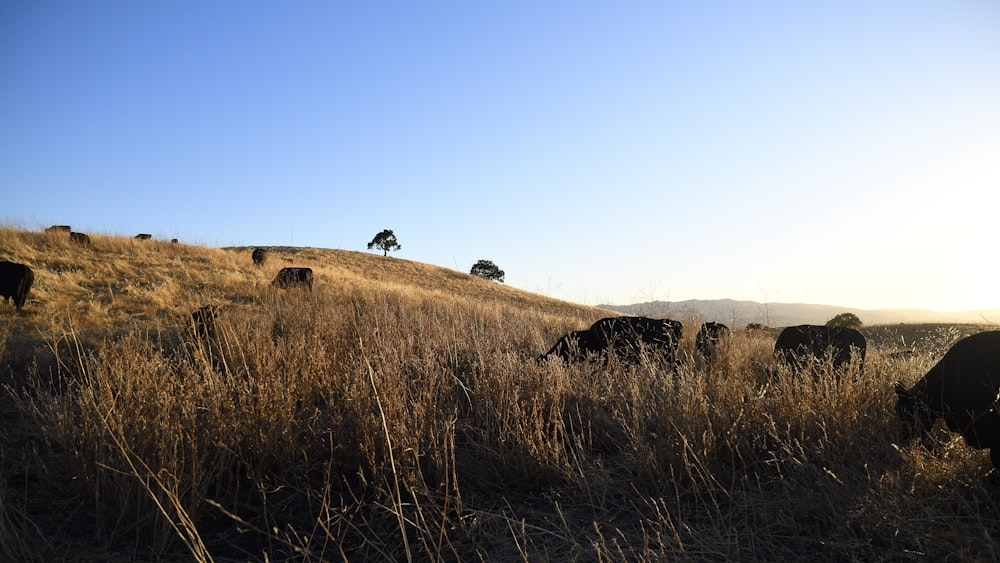 brown grass field under blue sky during daytime