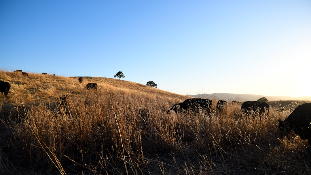 brown grass field under blue sky during daytime