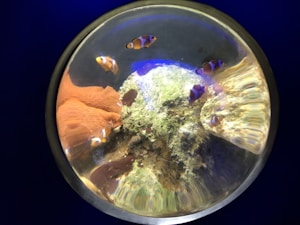 A circular aquarium view displaying several clownfish swimming around a cluster of coral and marine algae. The fish are orange with white stripes and stand out against the background of soft, multicolored coral and algae. The scene is illuminated with a mix of natural and blue lights, creating a vibrant underwater atmosphere.