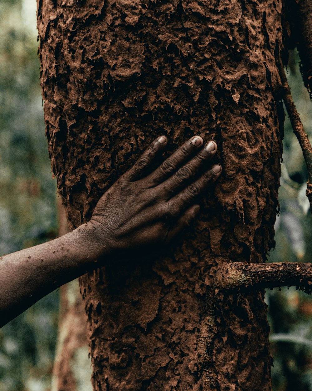 person holding brown tree trunk